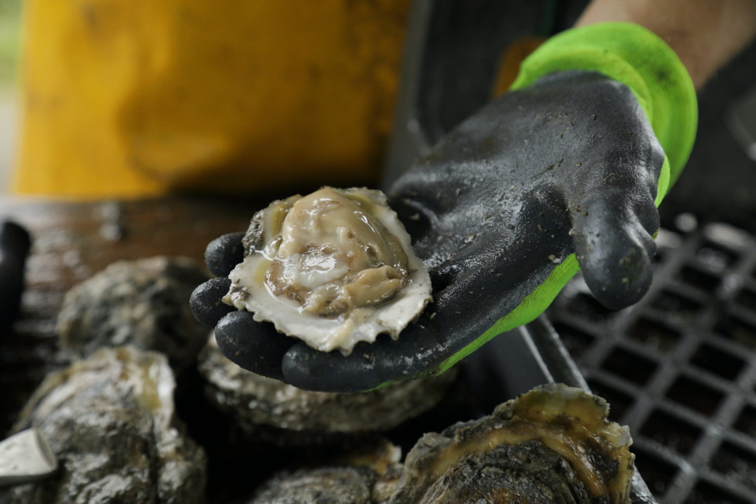 Alternative Oyster Culture - LA Fisheries Forward